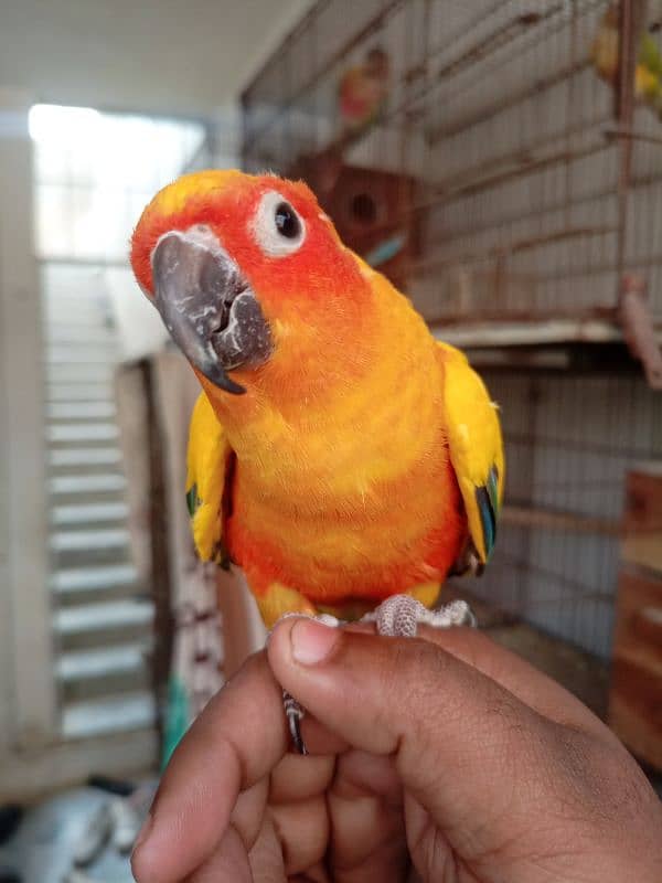 Sun Conure Tamed Pair 3