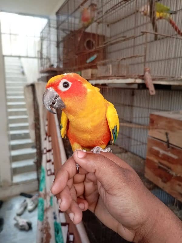 Sun Conure Tamed Pair 4