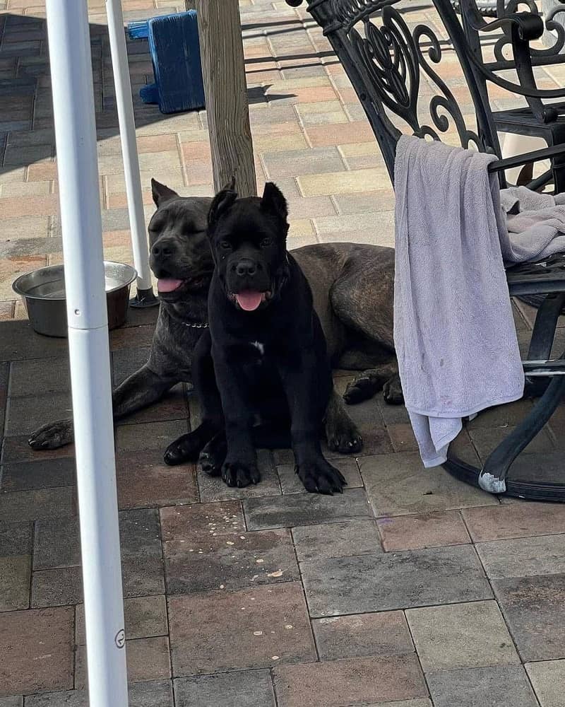 cane corso imported puppy available here 0