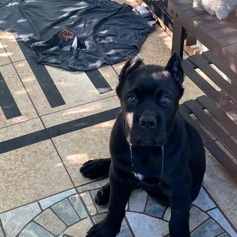 cane corso imported puppy available here 1