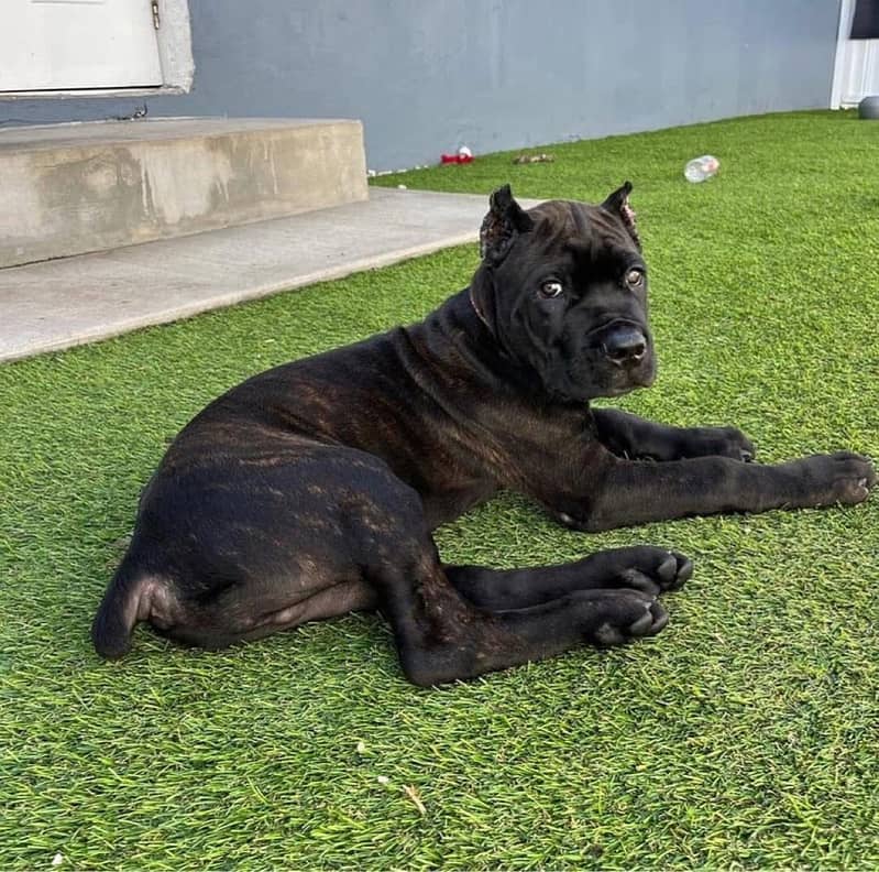 cane corso imported puppy available here 2