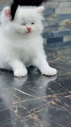 beautiful persian female kitten for sale