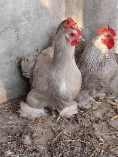 bantams of abdul ahad birds for sale