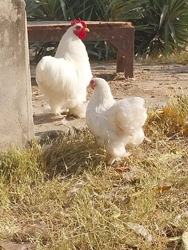 bantams of abdul ahad birds for sale 1