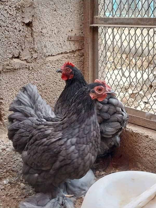 bantams of abdul ahad birds for sale 2