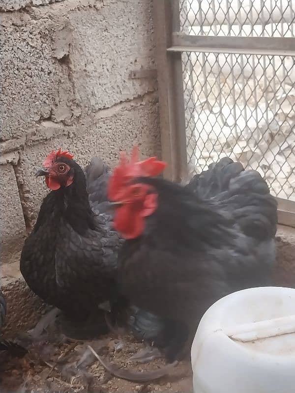 bantams of abdul ahad birds for sale 3