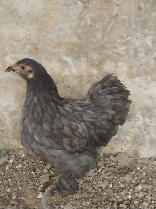 bantams of abdul ahad birds for sale 4