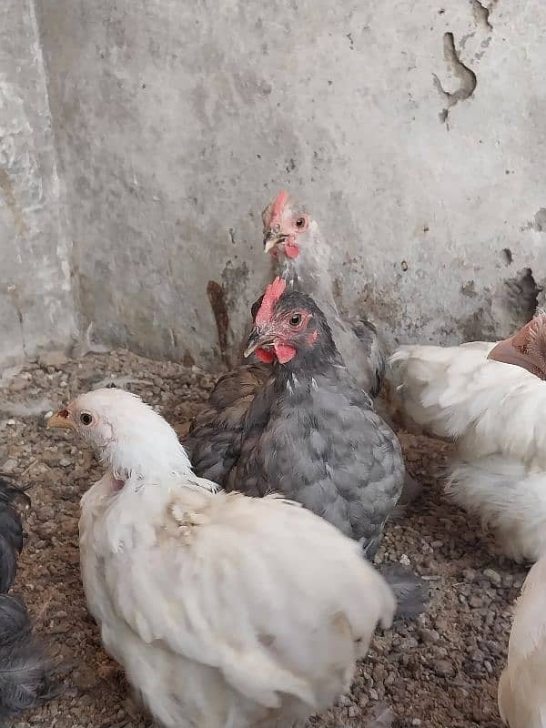 bantams of abdul ahad birds for sale 5