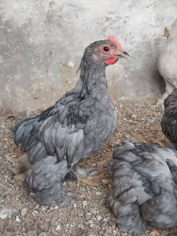 bantams of abdul ahad birds for sale 6