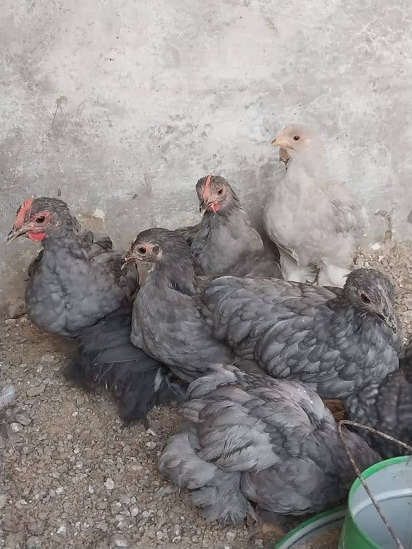 bantams of abdul ahad birds for sale 7