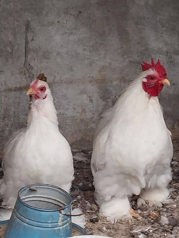 bantams of abdul ahad birds for sale 8