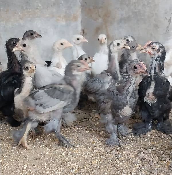 bantams of abdul ahad birds for sale 9