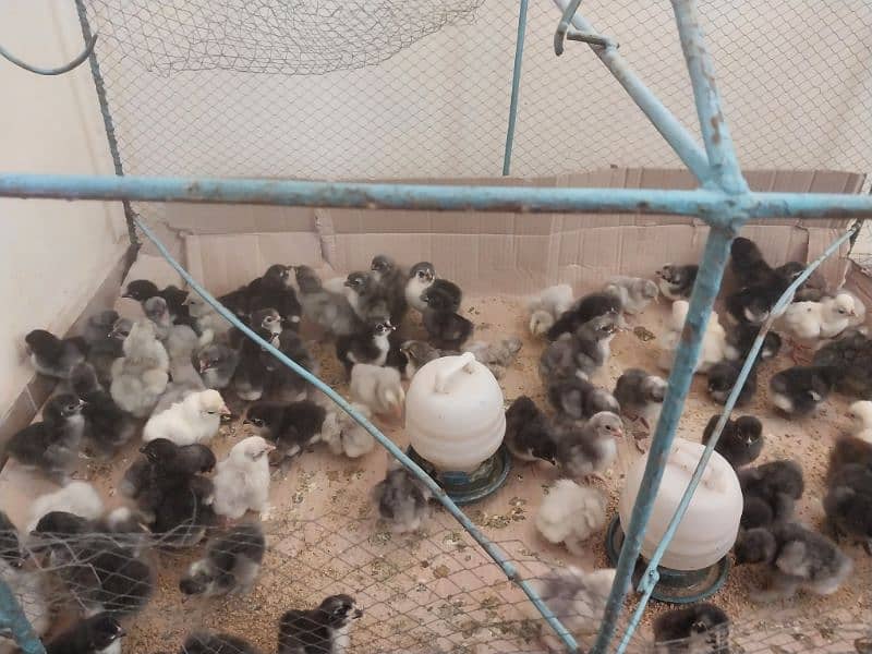 bantams of abdul ahad birds for sale 10