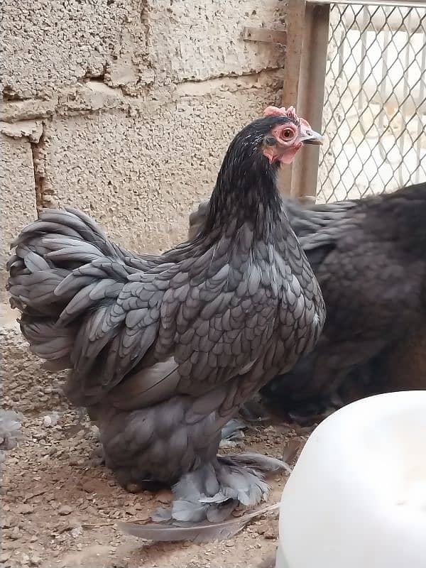 bantams of abdul ahad birds for sale 11