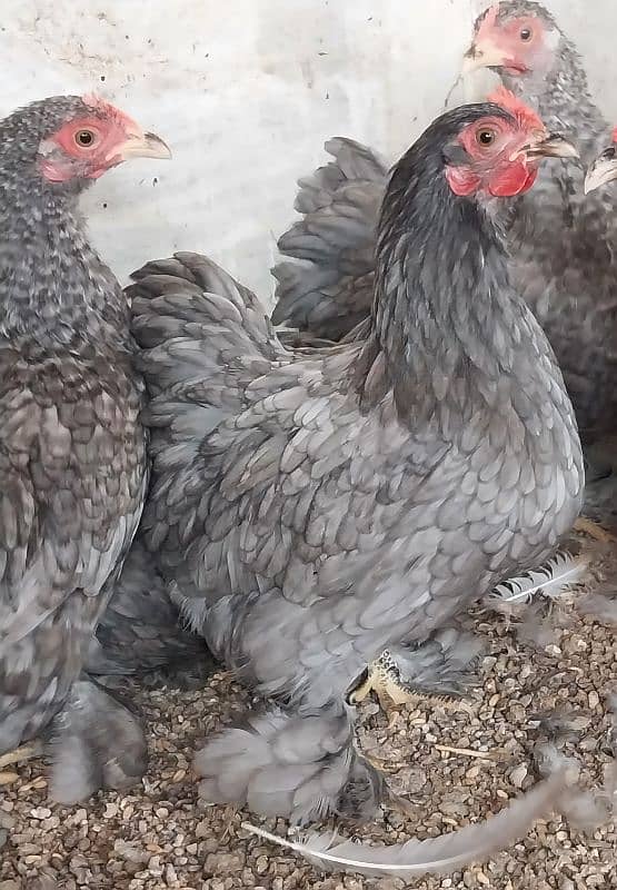 bantams of abdul ahad birds for sale 12