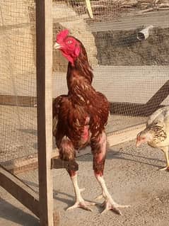 Common Aseel Breeder and chicks are available