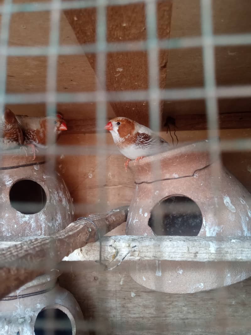 5 orange finch male 1