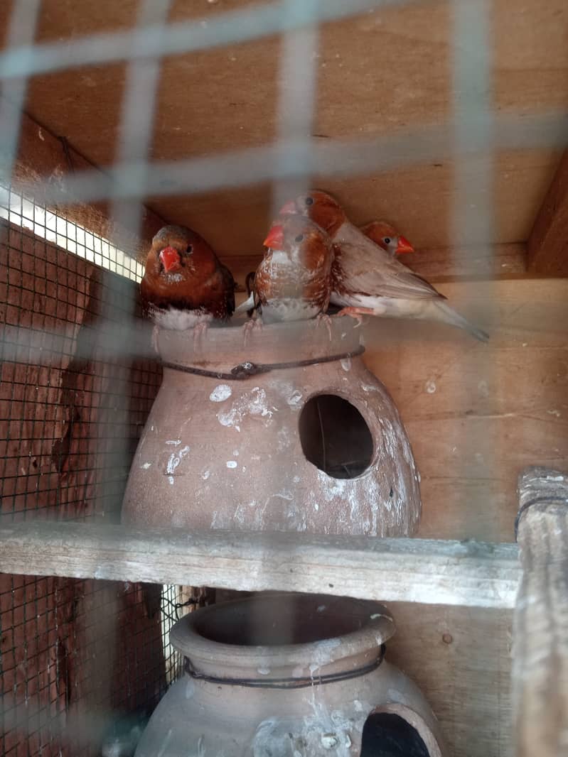 5 orange finch male 2