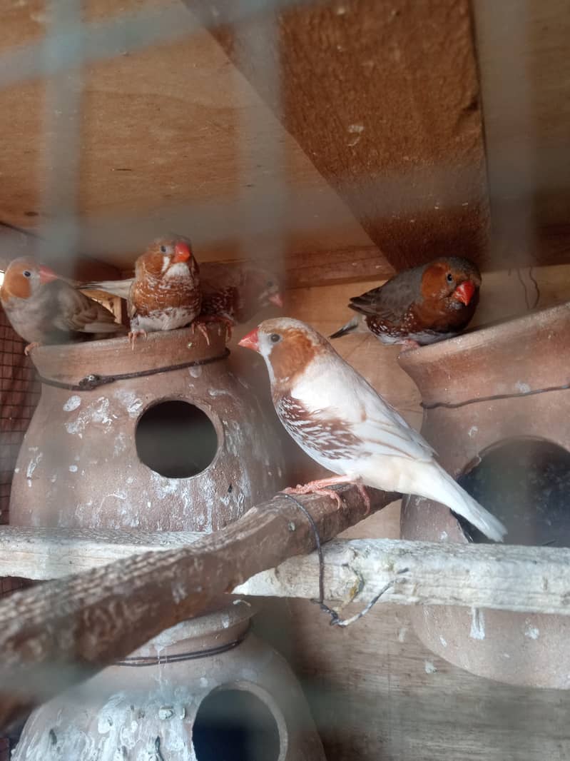 5 orange finch male 6