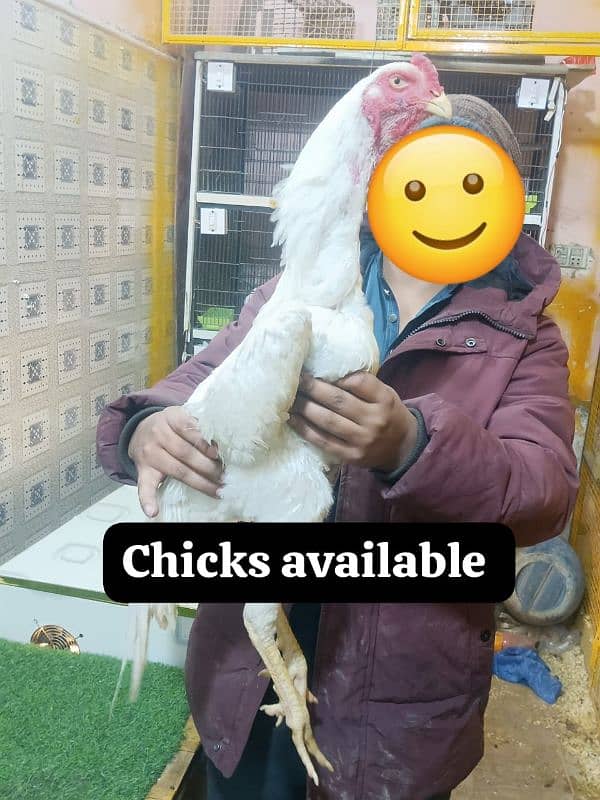 white Shamo chicks 1