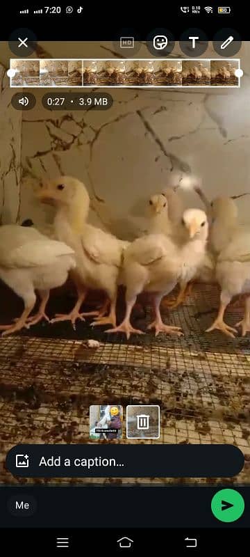 white Shamo chicks 5