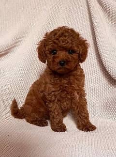 tea cup toy poodle extra small size available for sale