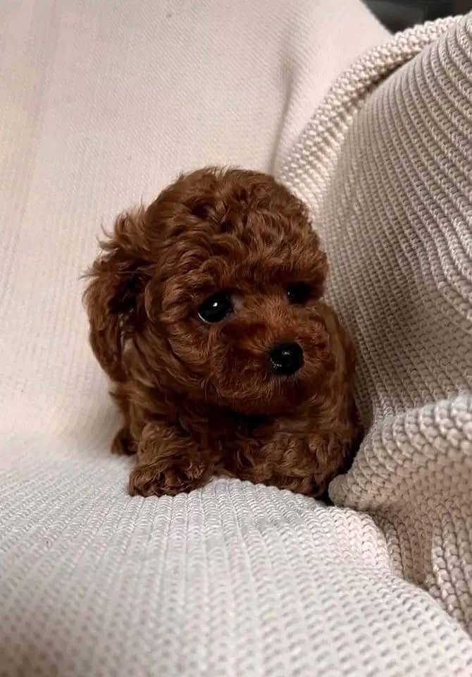 tea cup toy poodle extra small size available for sale 1