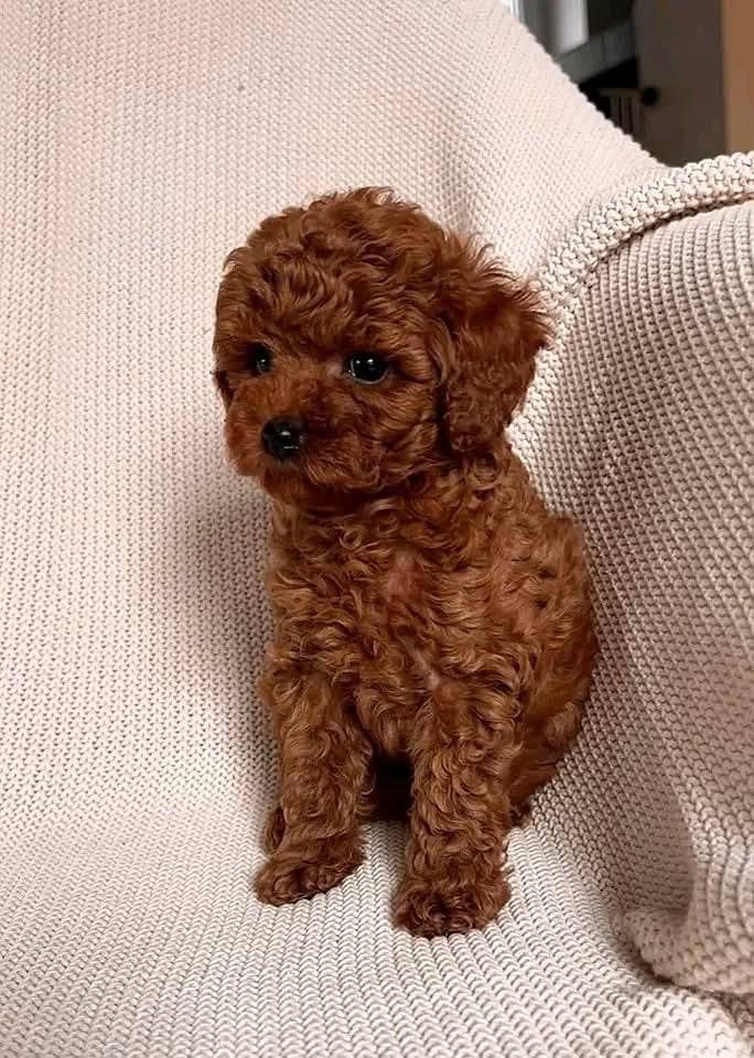 tea cup toy poodle extra small size available for sale 2