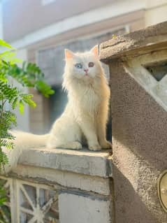 Persian female cat