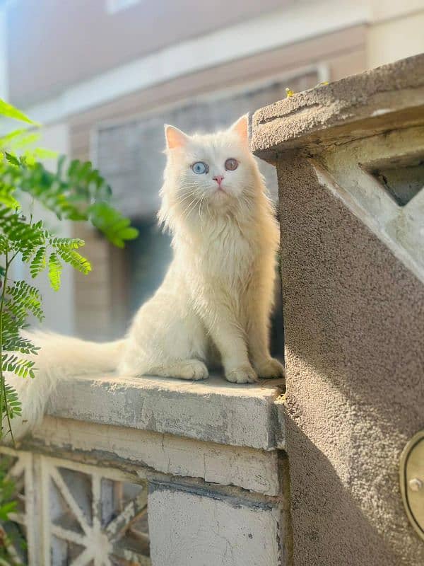 Persian female cat 0