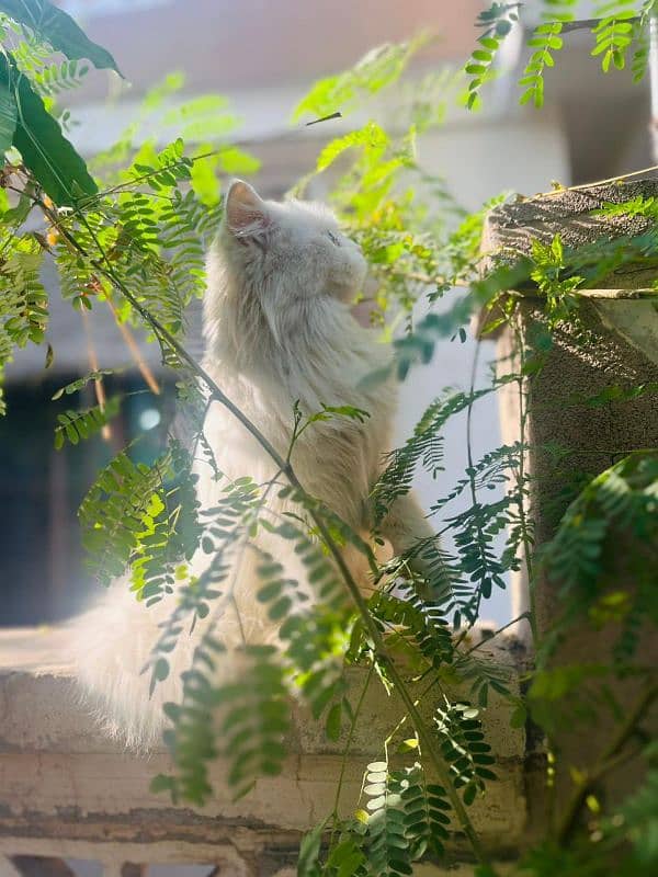 Persian female cat 1