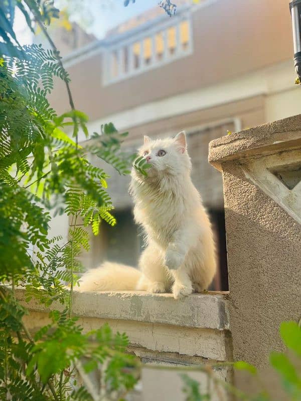 Persian female cat 4