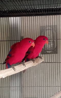 Red malacunt lory parrot cockatoo Docrop Pair