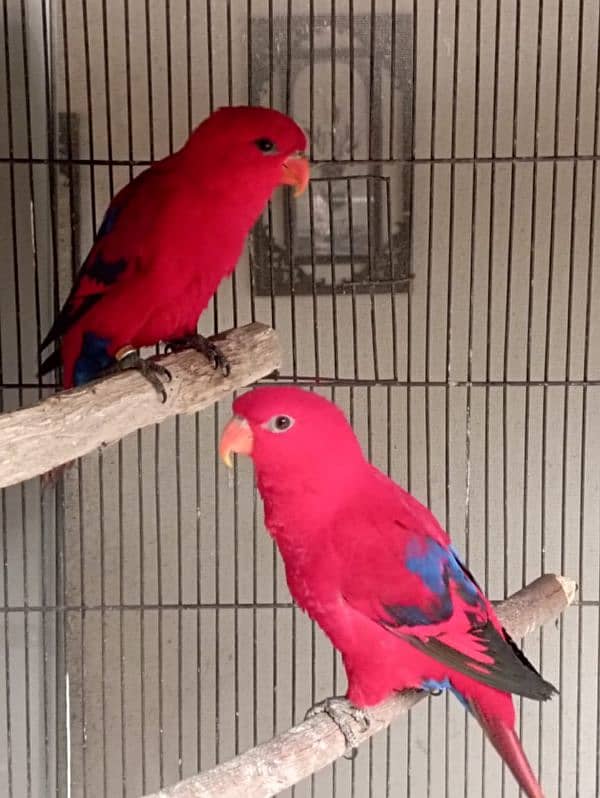 Red malacunt lory parrot cockatoo Docrop Pair 2