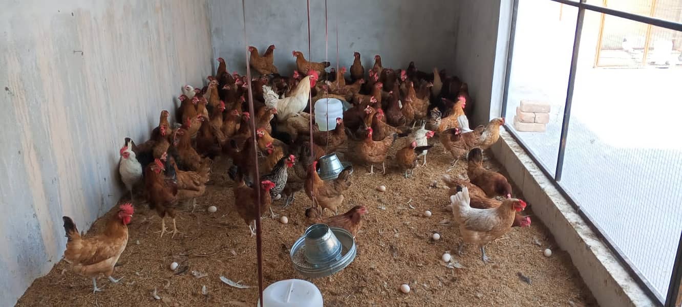 Desi Golden Misri Hen available 95% Egg production 03338519978 1