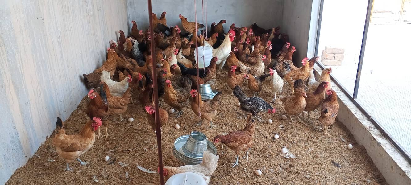 Desi Golden Misri Hen available 95% Egg production 03338519978 2