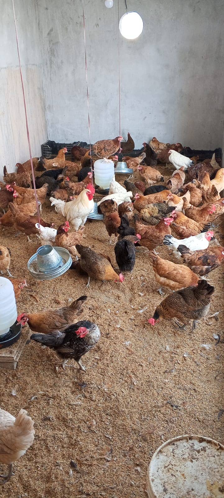 Desi Golden Misri Hen available 95% Egg production 03338519978 3