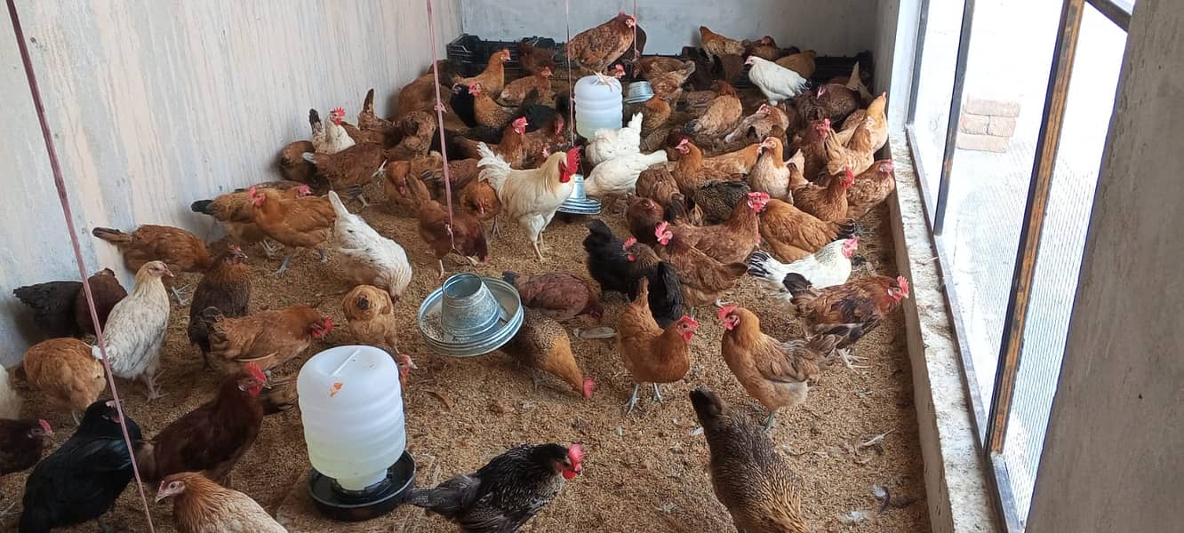 Desi Golden Misri Hen available 95% Egg production 03338519978 4