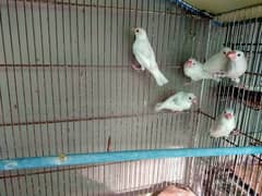 white&gray jawa self chicks for sell