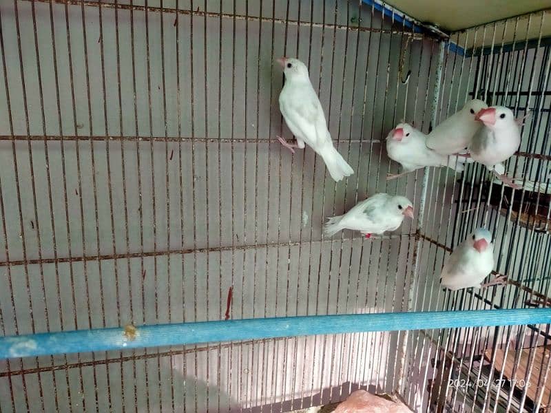 white&gray jawa self chicks for sell 0