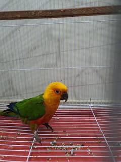 SUN CONURE BIRD | ADULT MALE | WITH CAGE