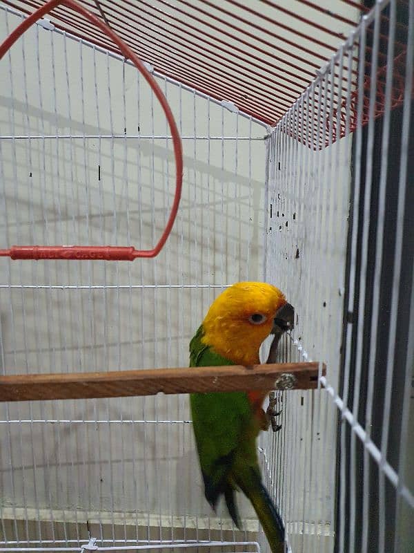 SUN CONURE BIRD | ADULT MALE | WITH CAGE 1