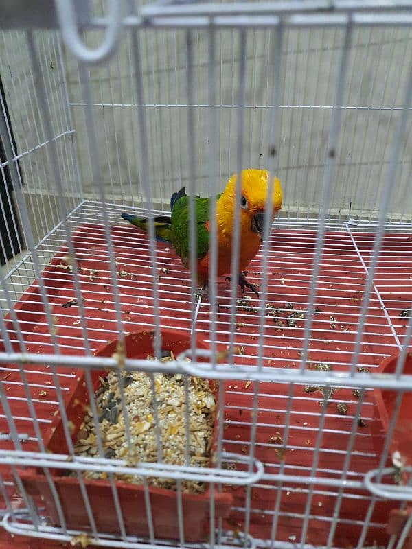 SUN CONURE BIRD | ADULT MALE | WITH CAGE 2