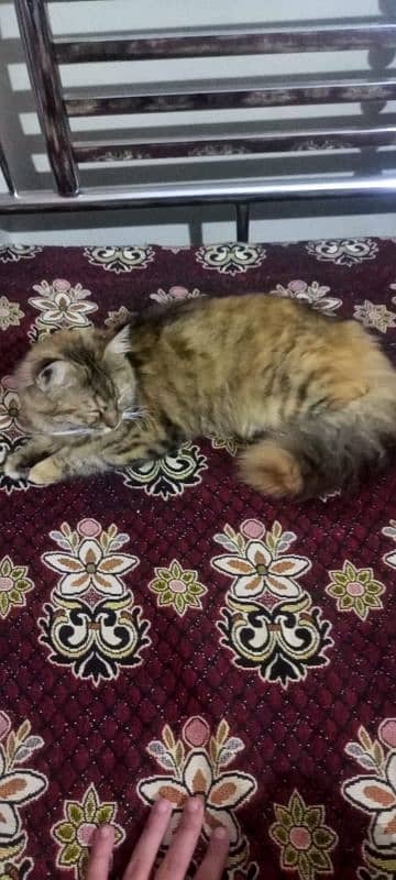 Persian Cat for sale (Female) Contact:03132044462 0