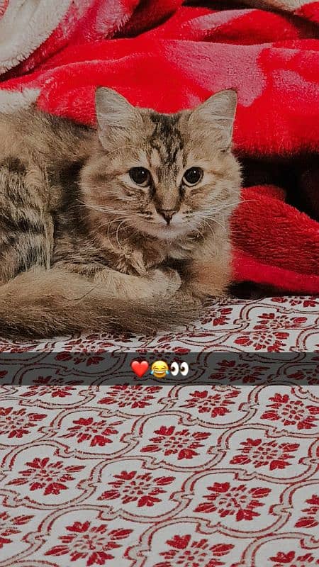 Persian Cat for sale (Female) Contact:03132044462 1