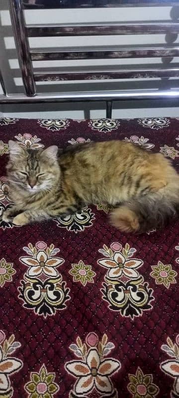 Persian Cat for sale (Female) Contact:03132044462 3