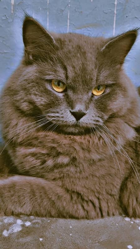 Beautiful Persian cat 3 coated age 08 month full trand 0