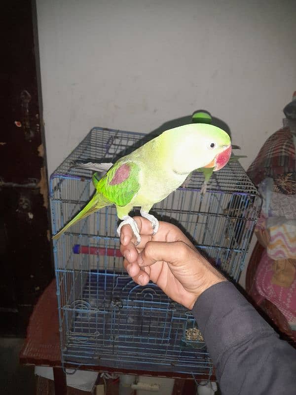 ringneck parrot 4