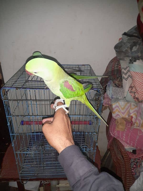 ringneck parrot 5