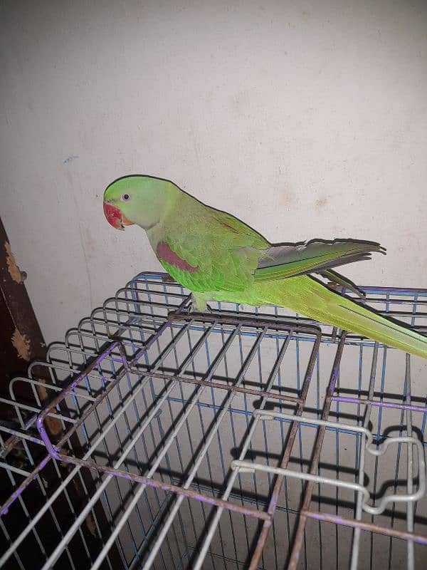 ringneck parrot 9